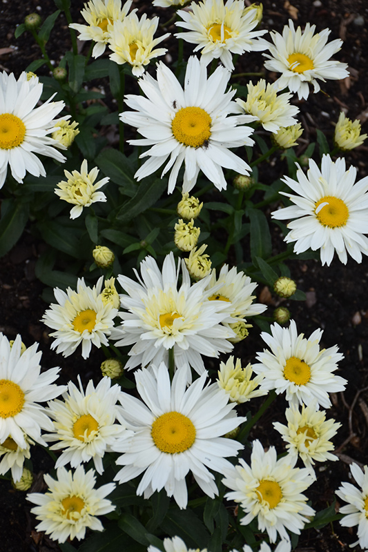 Cream Puff Shasta Daisy (Leucanthemum x superbum 'Cream Puff') at Caan Floral & Greenhouse