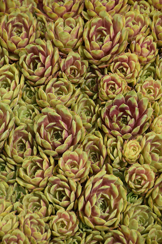 Ruby Heart Hens And Chicks (Sempervivum 'Ruby Heart') at Caan Floral & Greenhouse