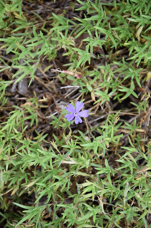 Violet Pinwheels Phlox (Phlox 'Violet Pinwheels') at Caan Floral & Greenhouse