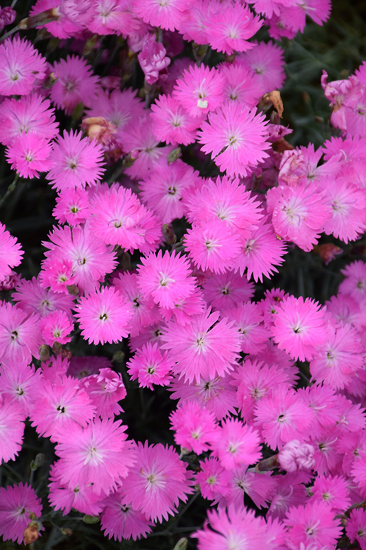 Firewitch Pinks (Dianthus gratianopolitanus 'Firewitch') at Caan Floral & Greenhouse