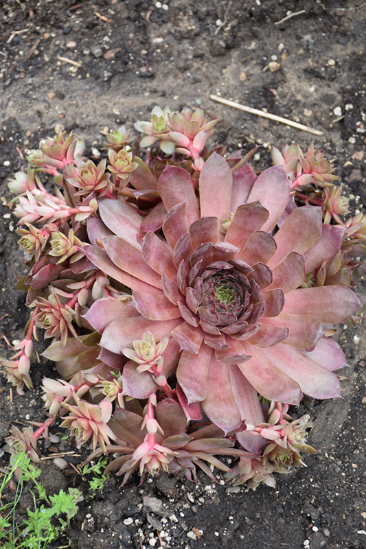 Peggy Hens And Chicks (Sempervivum 'Peggy') at Caan Floral & Greenhouse