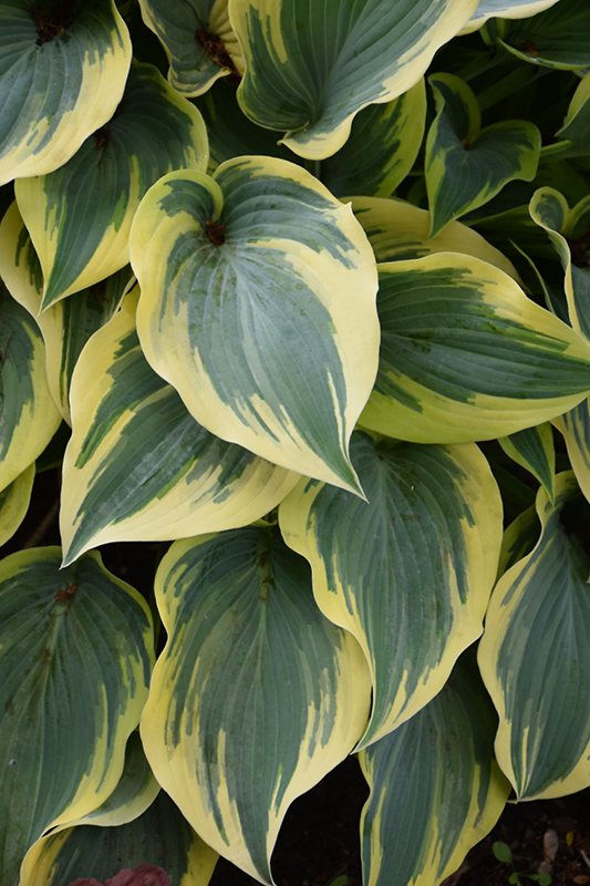 First Frost Hosta (Hosta 'First Frost') at Caan Floral & Greenhouse