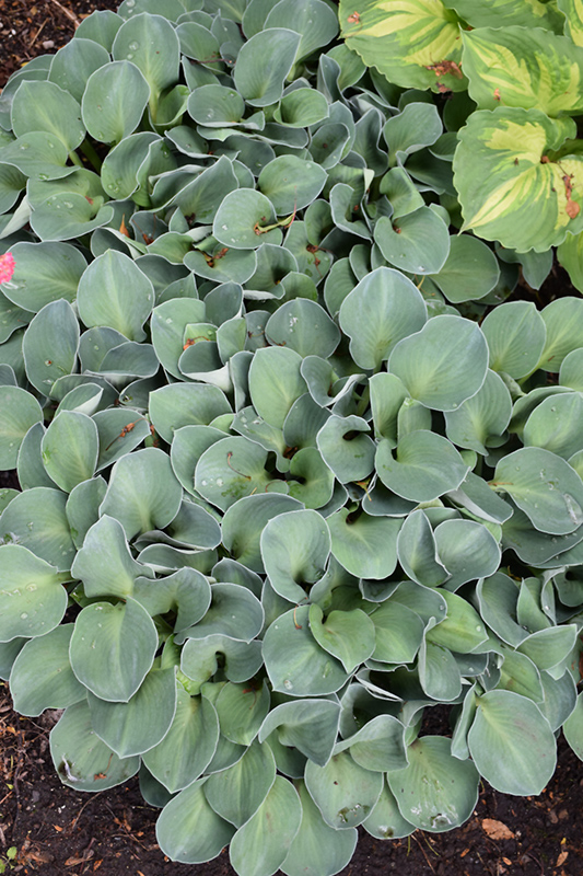 Blue Mouse Ears Hosta (Hosta 'Blue Mouse Ears') at Caan Floral & Greenhouse