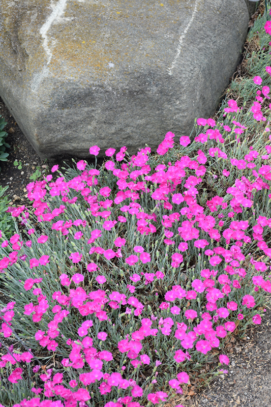 Firewitch Pinks (Dianthus gratianopolitanus 'Firewitch') at Caan Floral & Greenhouse
