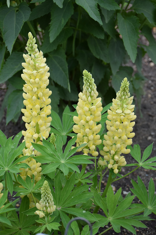 Mini Gallery Yellow Lupine (Lupinus 'Mini Gallery Yellow') at Caan Floral & Greenhouse