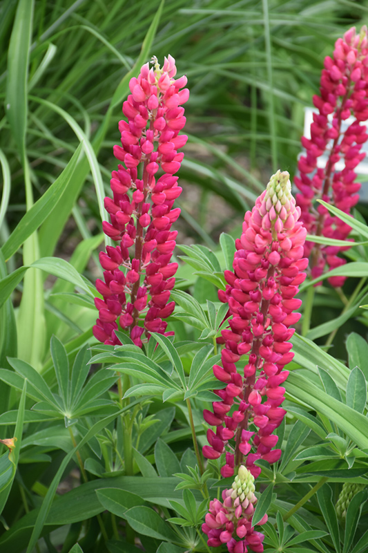 Popsicle Red Lupine (Lupinus 'Popsicle Red') at Caan Floral & Greenhouse