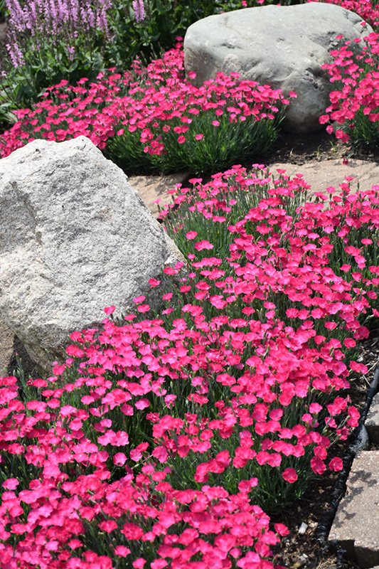 Paint The Town Magenta Pinks (Dianthus 'Paint The Town Magenta') at Caan Floral & Greenhouse