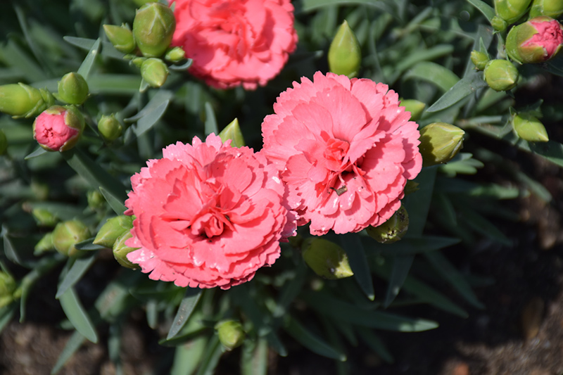 Fruit Punch Classic Coral Pinks (Dianthus 'Classic Coral') at Caan Floral & Greenhouse