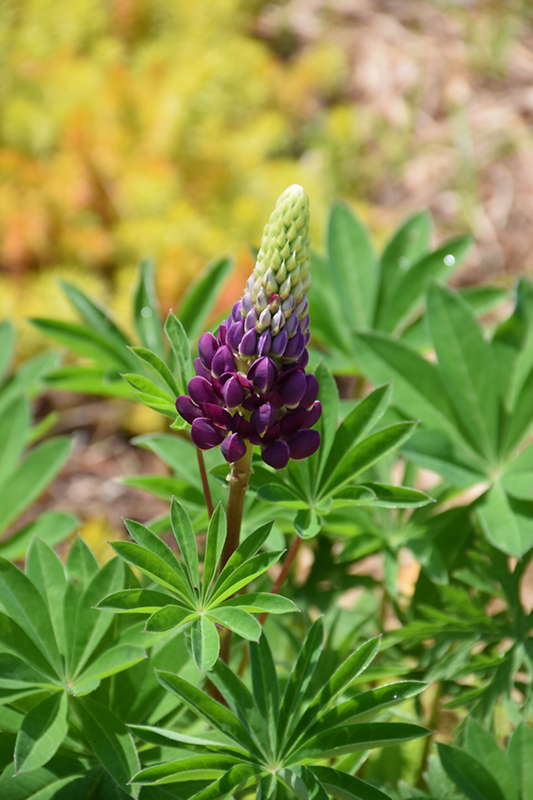 Popsicle Blue Lupine (Lupinus 'Popsicle Blue') at Caan Floral & Greenhouse