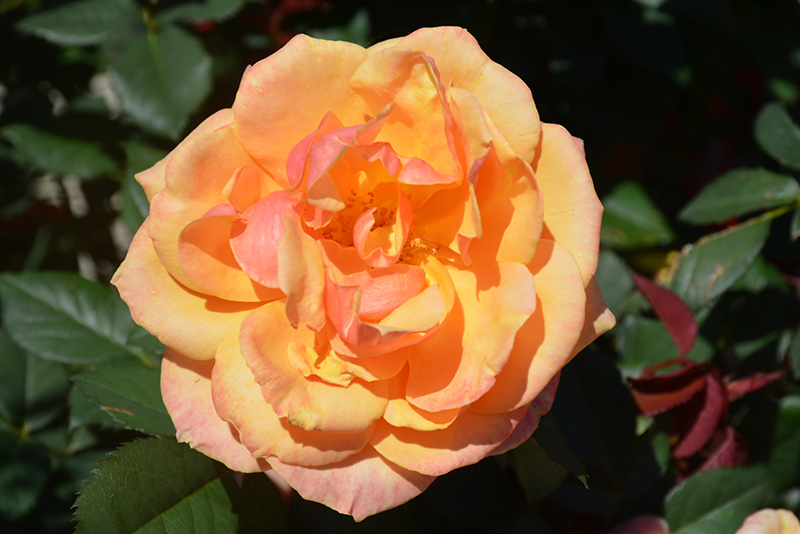 About Face Rose (Rosa 'About Face') at Caan Floral & Greenhouse