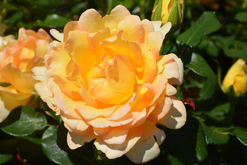Gold Struck Rose (Rosa 'Gold Struck') at Caan Floral & Greenhouse