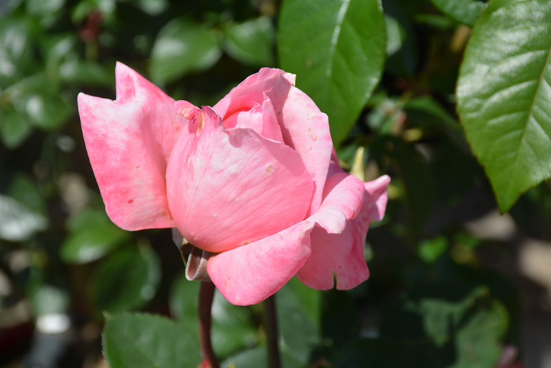 Sweet Mademoiselle Rose (Rosa 'MEInostair') at Caan Floral & Greenhouse