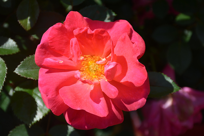 Highwire Flyer Rose (Rosa 'Radwire') at Caan Floral & Greenhouse