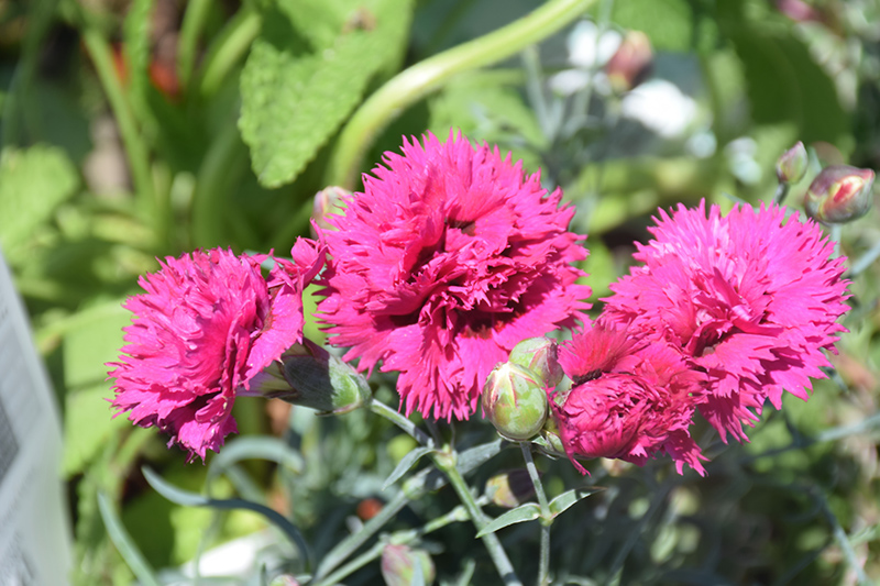 Fruit Punch Spiked Punch Pinks (Dianthus 'Spiked Punch') at Caan Floral & Greenhouse