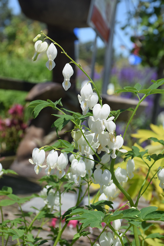 White Bleeding Heart (Dicentra spectabilis 'Alba') at Caan Floral & Greenhouse