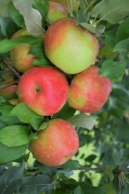 Honeycrisp Apple (Malus 'Honeycrisp') at Caan Floral & Greenhouse