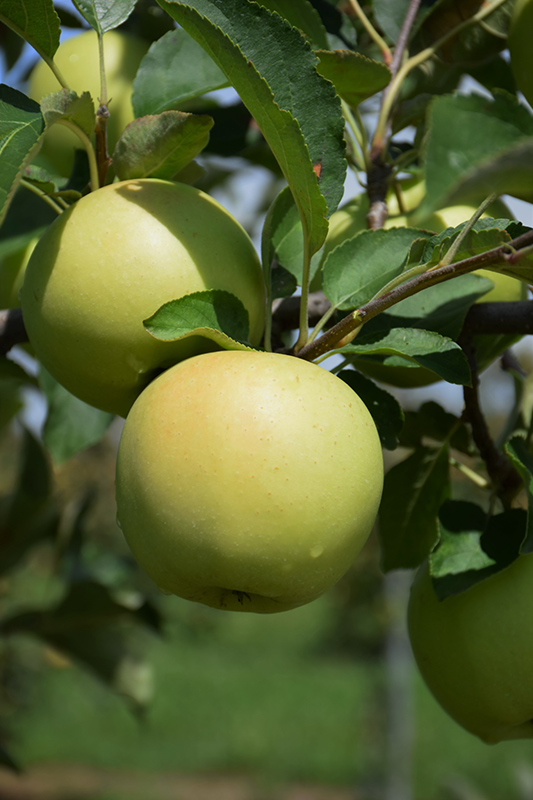 Golden Delicious Apple (Malus 'Golden Delicious') at Caan Floral & Greenhouse