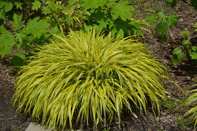 Golden Variegated Hakone Grass (Hakonechloa macra 'Aureola') at Caan Floral & Greenhouse