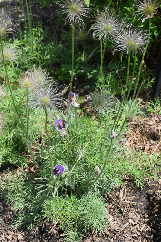 Pasqueflower (Pulsatilla vulgaris) at Caan Floral & Greenhouse