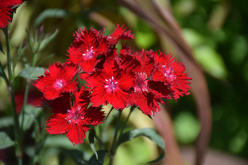 Rockin' Red Pinks (Dianthus 'PAS1141436') at Caan Floral & Greenhouse