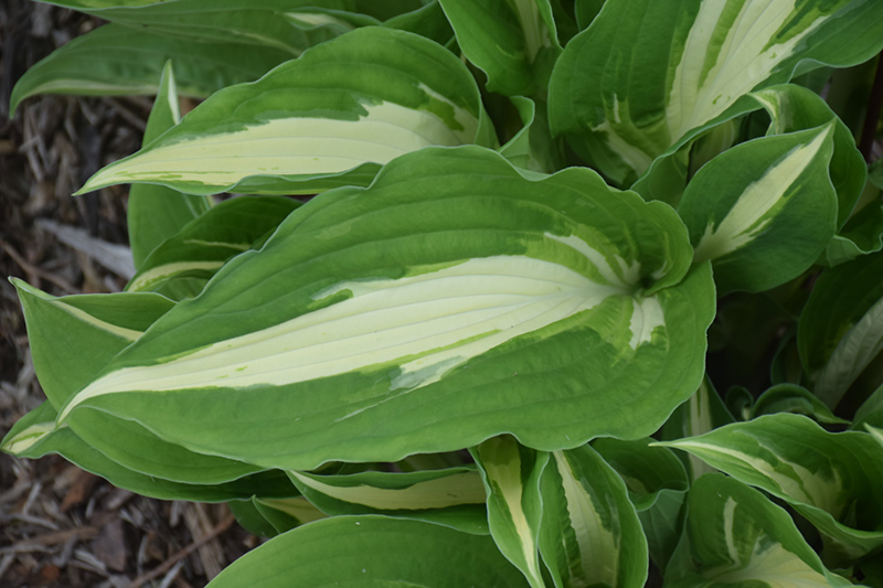 Night Before Christmas Hosta (Hosta 'Night Before Christmas') at Caan Floral & Greenhouse