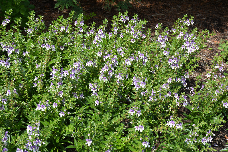 Angelface Wedgewood Blue Angelonia (Angelonia angustifolia 'Angelface Wedgewood Blue') at Caan Floral & Greenhouse