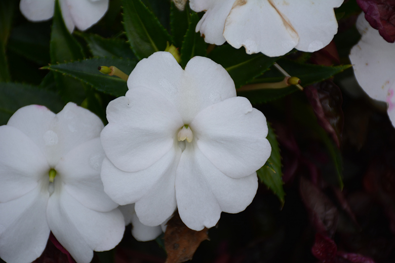 SunPatiens Compact White New Guinea Impatiens (Impatiens 'SunPatiens Compact White') at Caan Floral & Greenhouse