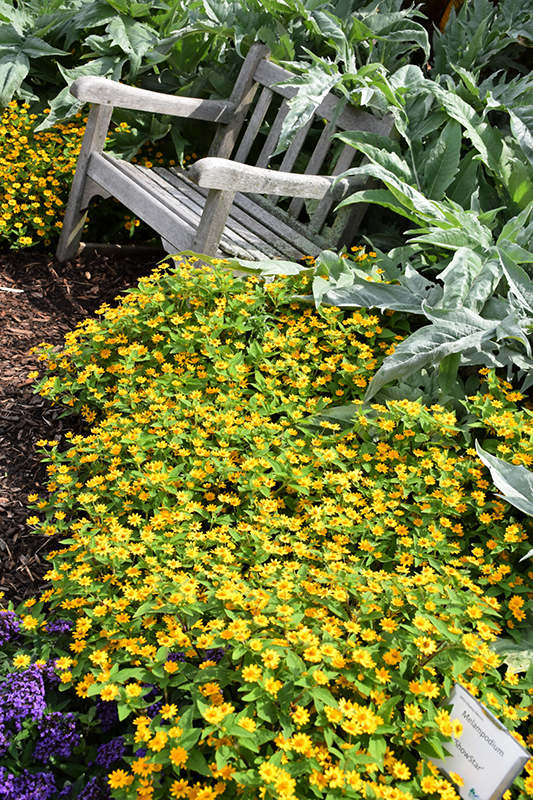 Showstar Melampodium (Melampodium paludosum 'Showstar') at Caan Floral & Greenhouse