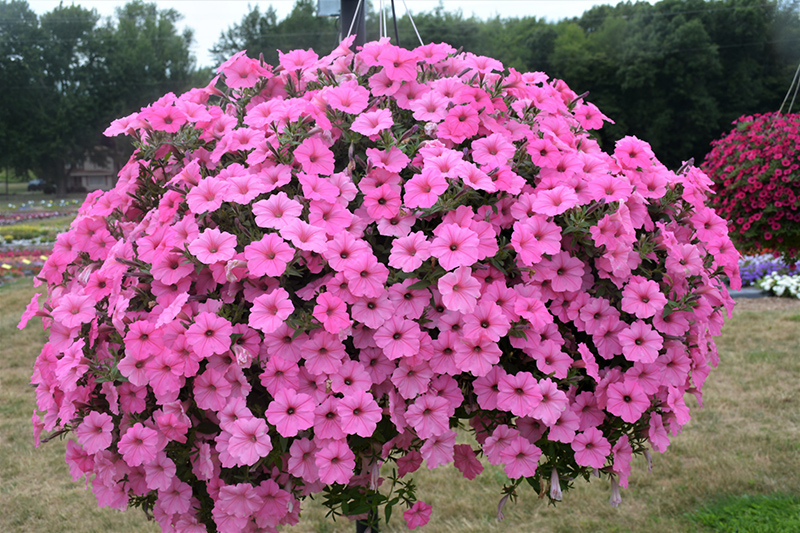 Supertunia Vista Bubblegum Petunia (Petunia 'Supertunia Vista Bubblegum') at Caan Floral & Greenhouse