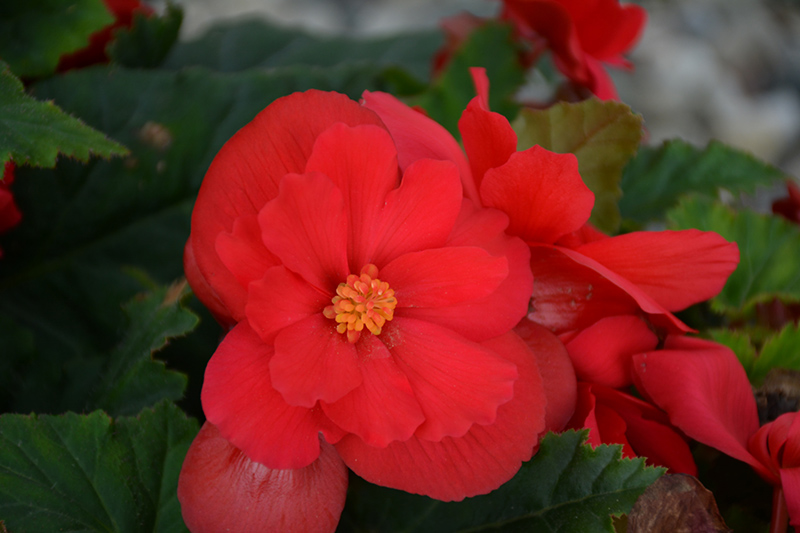 Nonstop Red Begonia (Begonia 'Nonstop Red') at Caan Floral & Greenhouse