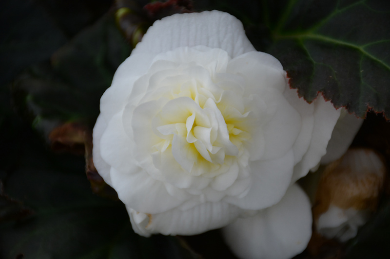 Nonstop Mocca White Begonia (Begonia 'Nonstop Mocca White') at Caan Floral & Greenhouse