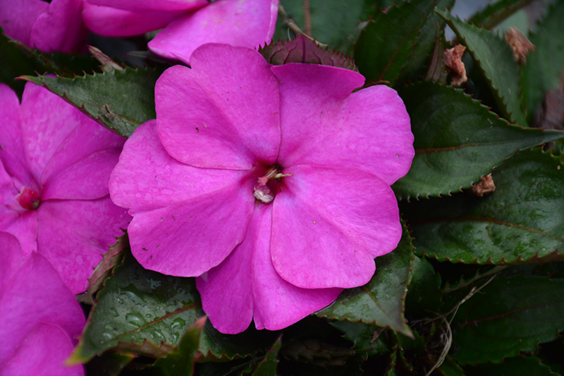 SunPatiens Compact Purple New Guinea Impatiens (Impatiens 'SAKIMP037') at Caan Floral & Greenhouse