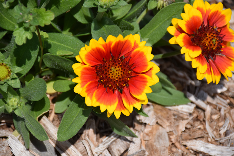 Barbican Yellow Red Ring Blanket Flower (Gaillardia aristata 'Barbican Yellow Red Ring') at Caan Floral & Greenhouse