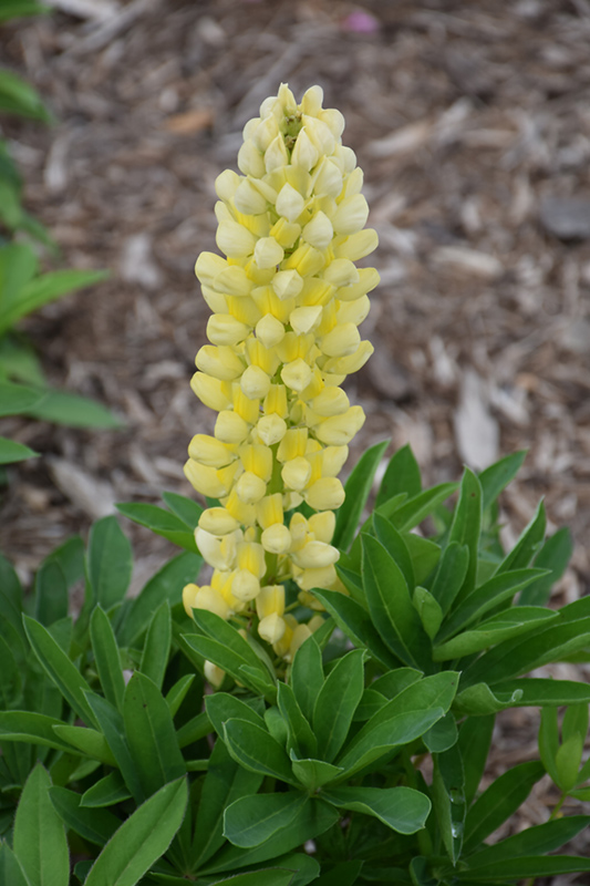 Popsicle Yellow Lupine (Lupinus 'Popsicle Yellow') at Caan Floral & Greenhouse