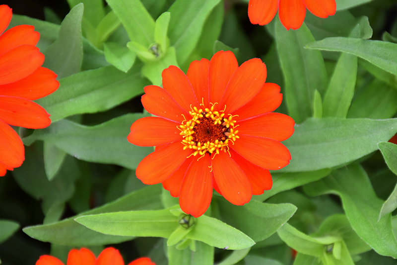 Profusion Fire Zinnia (Zinnia 'Profusion Fire') at Caan Floral & Greenhouse