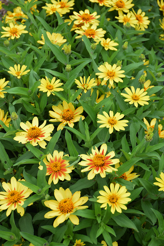 Profusion Yellow Zinnia (Zinnia 'Profusion Yellow') at Caan Floral & Greenhouse