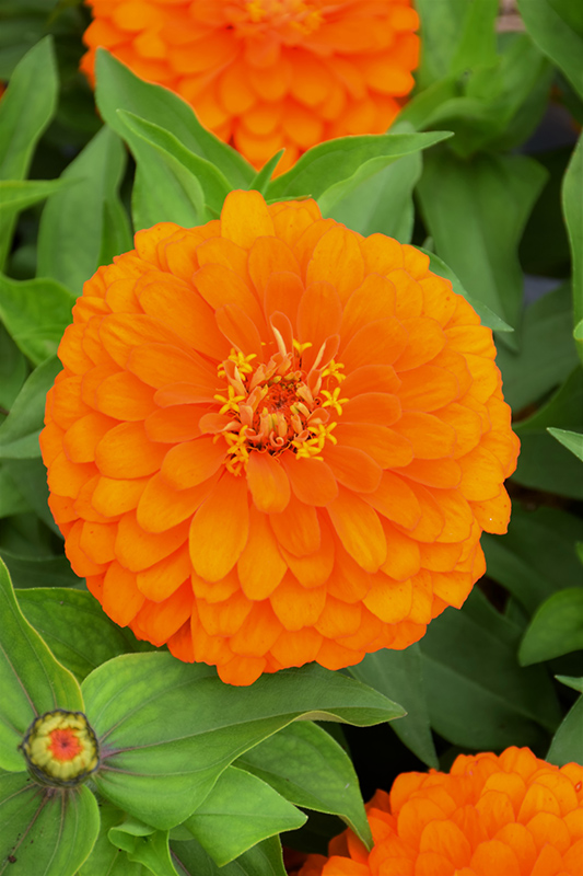 Magellan Orange Zinnia (Zinnia 'Magellan Orange') at Caan Floral & Greenhouse