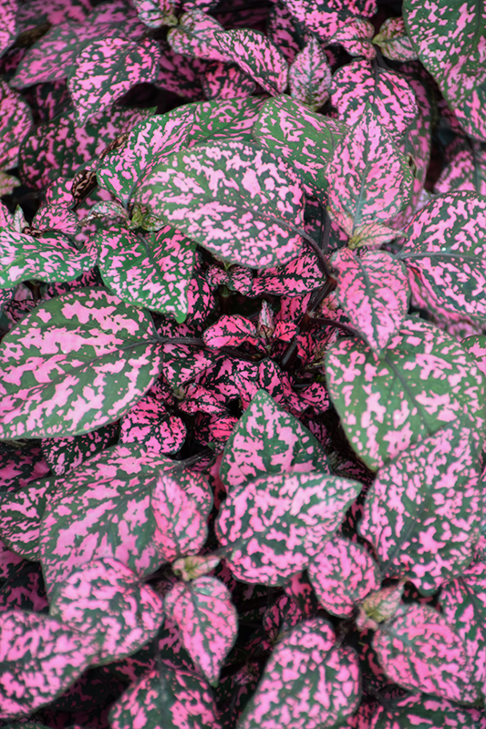 Hippo Rose Polka Dot Plant (Hypoestes phyllostachya 'G14160') at Caan Floral & Greenhouse