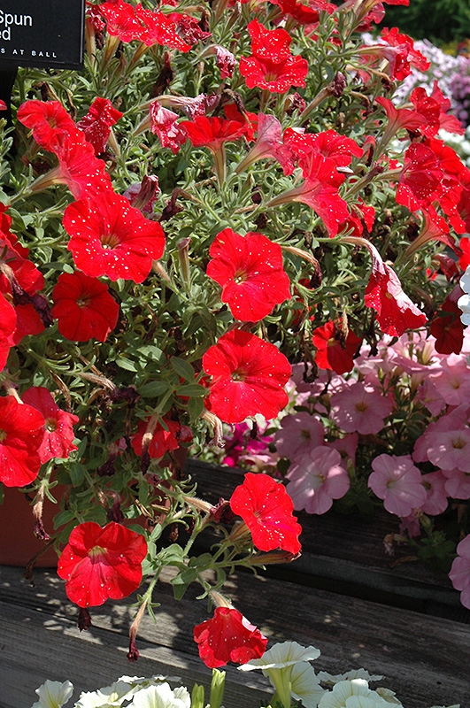 Sun Spun Red Petunia (Petunia 'Sun Spun Red') at Caan Floral & Greenhouse