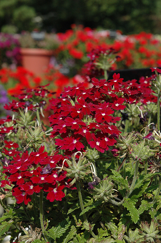 Aztec Burgundy Verbena (Verbena 'Aztec Burgundy') at Caan Floral & Greenhouse