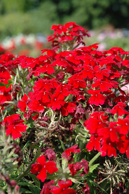 Aztec Dark Red Verbena (Verbena 'Aztec Dark Red') at Caan Floral & Greenhouse