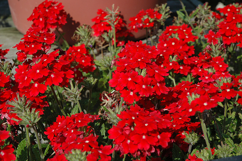 Aztec Red Velvet Verbena (Verbena 'Aztec Red Velvet') at Caan Floral & Greenhouse