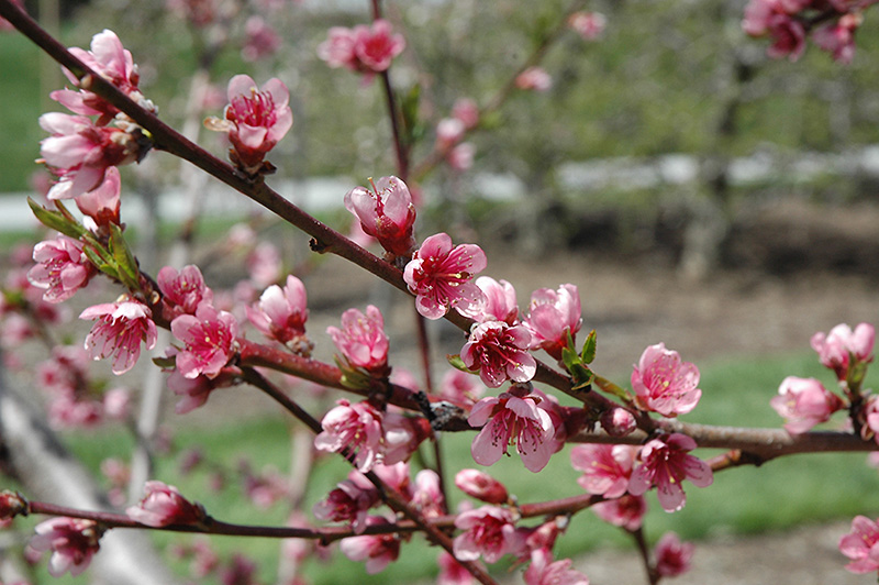 Reliance Peach (Prunus persica 'Reliance') at Caan Floral & Greenhouse