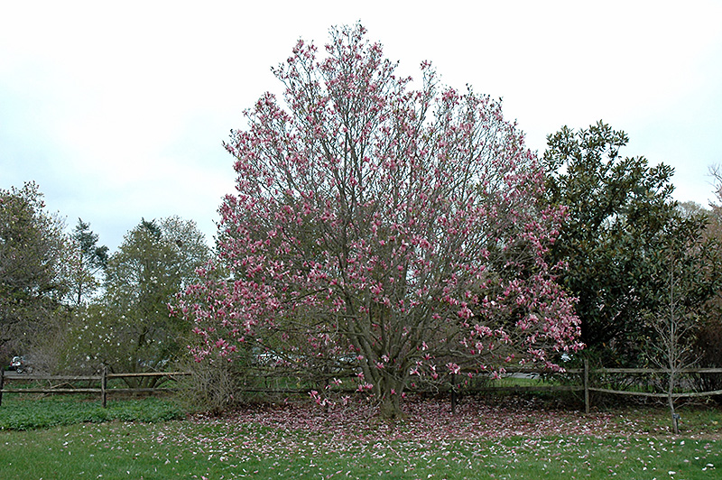 Galaxy Magnolia (Magnolia 'Galaxy') at Caan Floral & Greenhouse