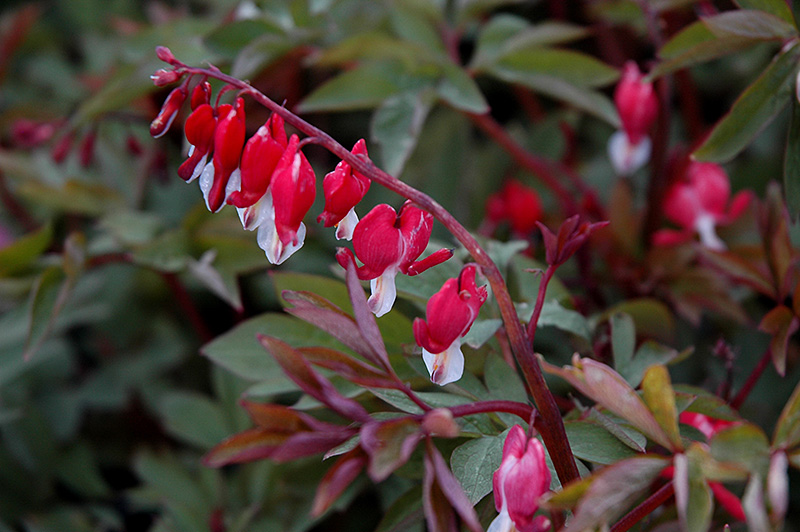 Valentine Bleeding Heart (Dicentra spectabilis 'Hordival') at Caan Floral & Greenhouse
