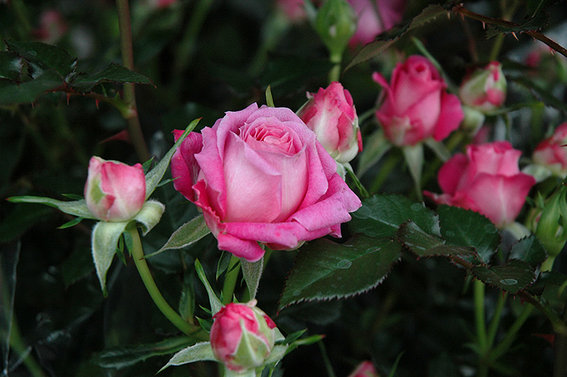 Candy Sunblaze Rose (Rosa 'Meidanclar') at Caan Floral & Greenhouse