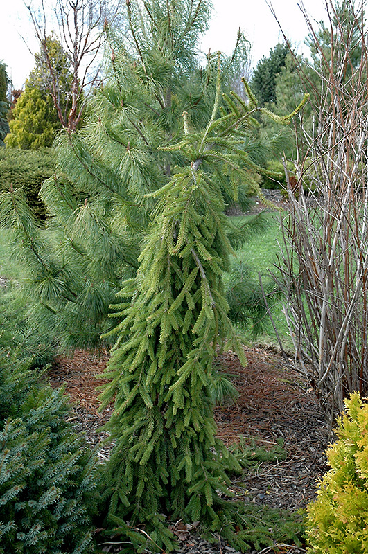 Frohburg Norway Spruce (Picea abies 'Frohburg') at Caan Floral & Greenhouse