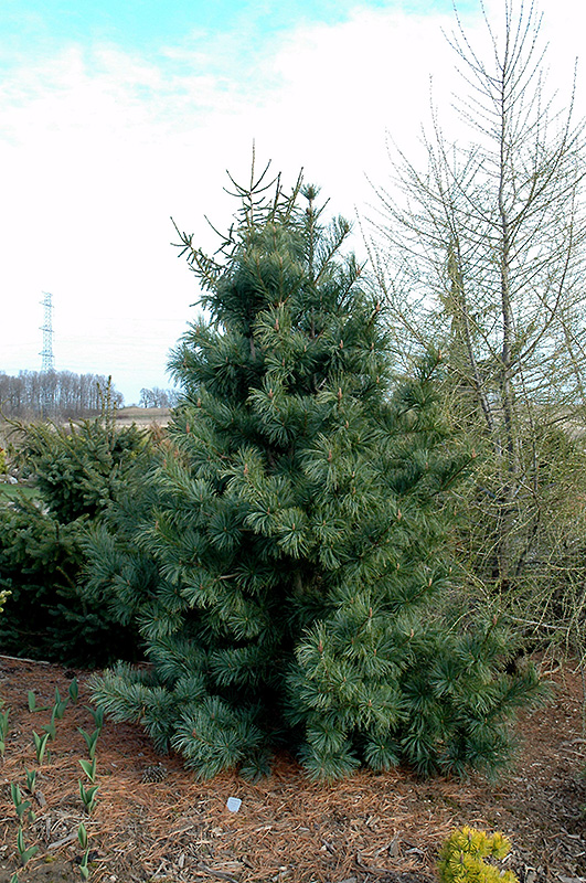 Silver Ray Korean Pine (Pinus koraiensis 'Silver Ray') at Caan Floral & Greenhouse