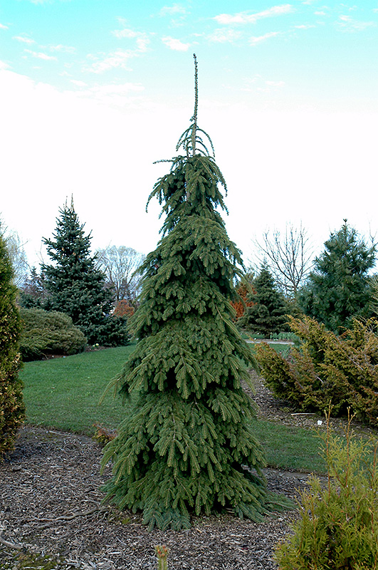 Weeping White Spruce (Picea glauca 'Pendula') at Caan Floral & Greenhouse