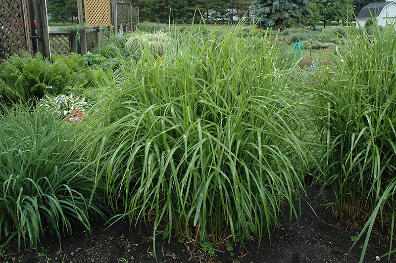 Porcupine Grass (Miscanthus sinensis 'Strictus') at Caan Floral & Greenhouse